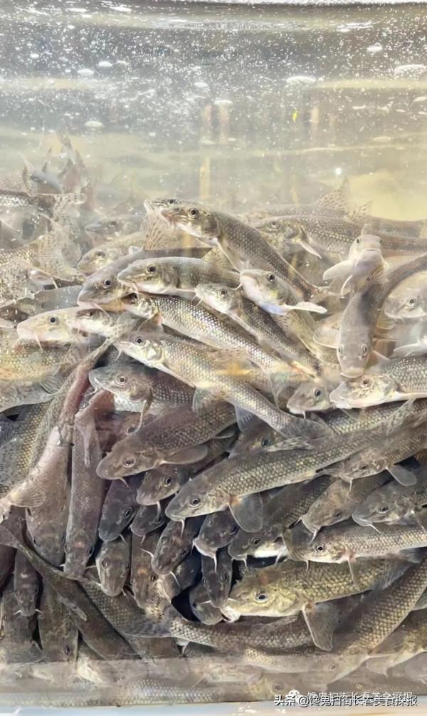 來自汪清百草溝。花泥鰍、川丁子,長白山小魚湯,已16年 來自汪清百草溝。花泥鰍、川丁子,長白山小魚湯,已16年