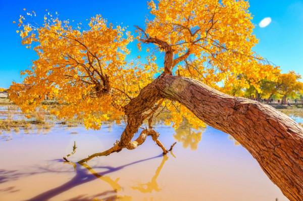 國內6條迷人的秋色美景自駕路線，帶你過一個精彩的秋天