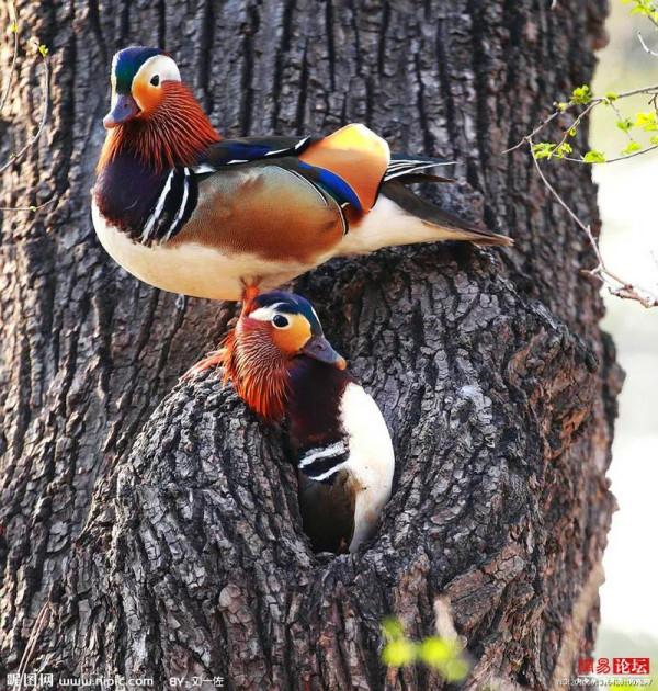 可愛漂亮的小鳥（圖片欣賞）