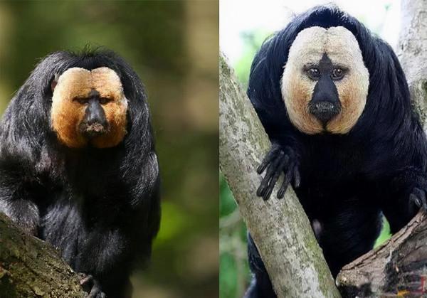 神奇大自然的創作,不得不驚歎各種長相奇異的動物 神奇大自然的創作,不得不驚歎各種長相奇異的動物