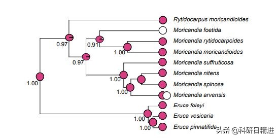 表型可塑性引導Moricandia arvensis的趨同和差異演化