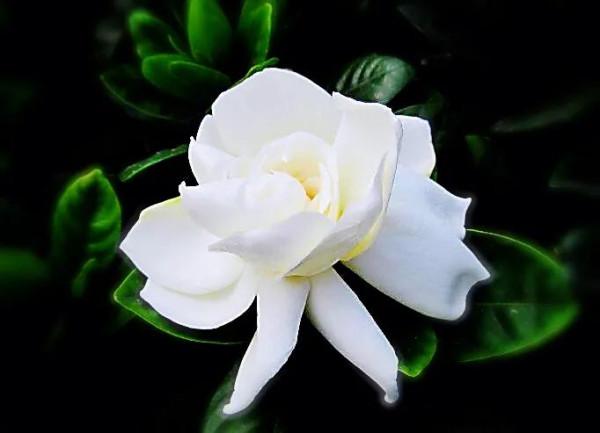 白蟾~重瓣大梔子花。花大而重瓣,美麗而芳香 白蟾~重瓣大梔子花。花大而重瓣,美麗而芳香