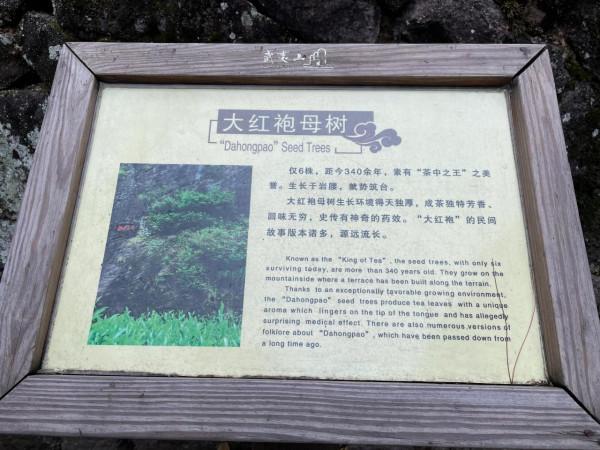 小姐姐們一起走進武夷山正巖茶產區