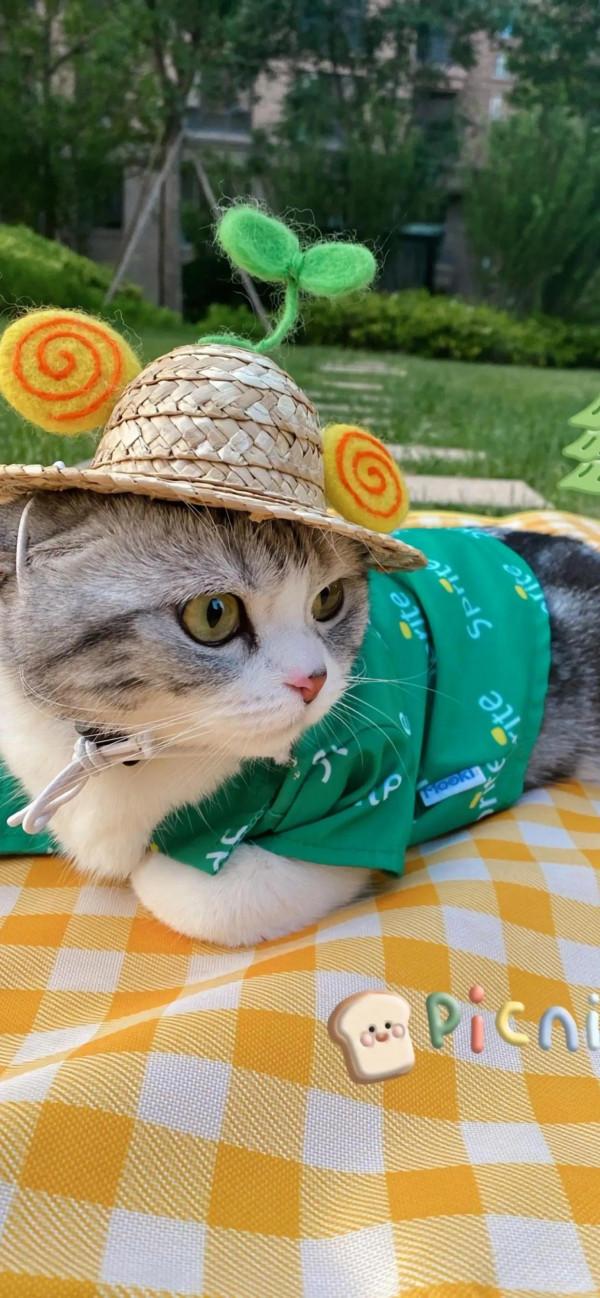 萌化了的喵星人~可愛貓咪愛不如寵，寵不如懂