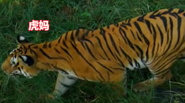 深入虎穴探尋四子之家，拍攝老虎的神秘生活，虎媽和虎崽們的故事
