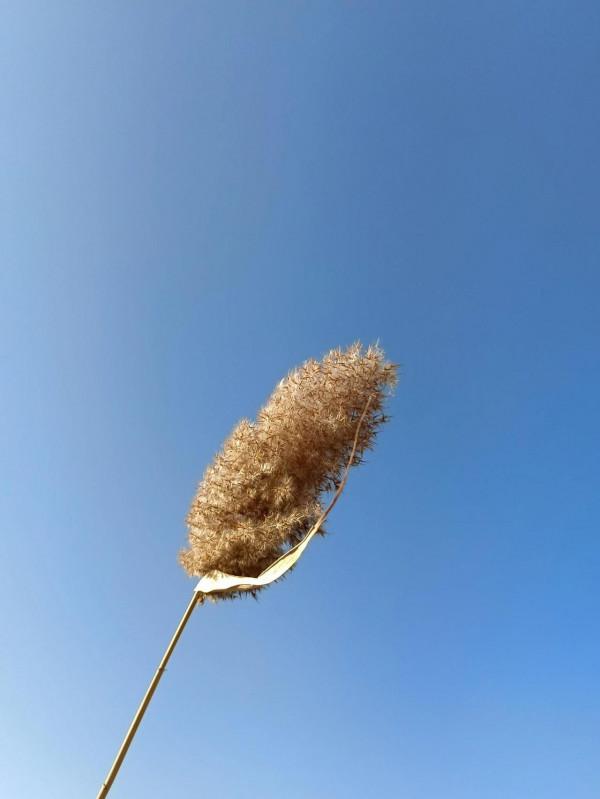 散文:《我的老妻》 散文:《我的老妻》