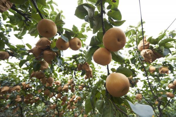 菠蘿迎高價,秋月梨搶斷貨,砂糖橘漲50%!甘蔗卻賣3毛一斤,咋了 菠蘿迎高價,秋月梨搶斷貨,砂糖橘漲50%!甘蔗卻賣3毛一斤,咋了