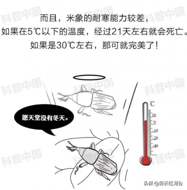 密封很好的大米，怎麼就生蟲了？