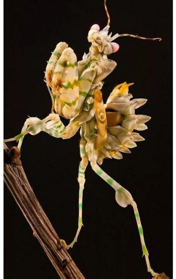 收集20張動物圖片，你最喜歡哪張