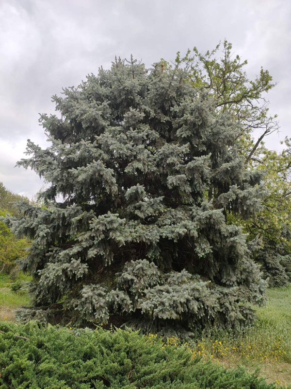 聖誕節快到了，家裡種棵清香的“聖誕樹”吧，小朋友看了很歡喜