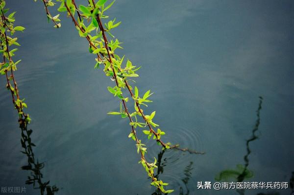 春季養生先養肝，為何這麼說呢？中藥師告訴您