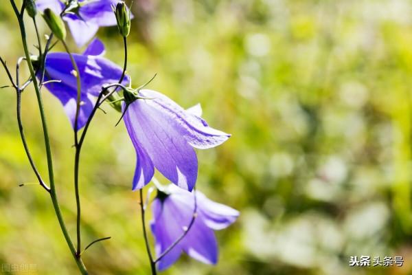 一個“熊孩子”與“熊家長”的故事