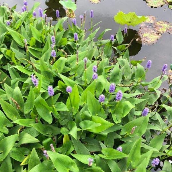 2種花長得像“雙胞胎”，能辨別的人真不多，你能認出來嗎