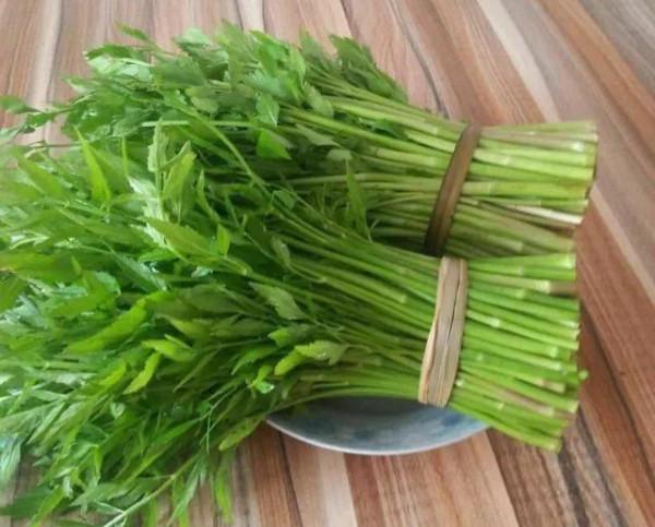 冬季,要多吃這6種“水中人參”,維生素C含量高,滋補去燥又鮮美 冬季,要多吃這6種“水中人參”,維生素C含量高,滋補去燥又鮮美