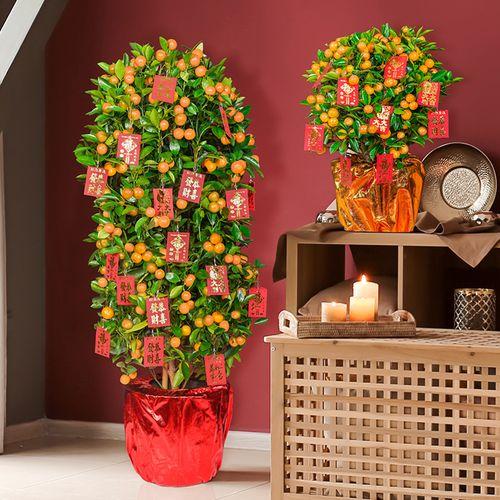 馬上就要過年了,還在為買什麼年宵花發愁嗎?推薦36種供你參考 馬上就要過年了,還在為買什麼年宵花發愁嗎?推薦36種供你參考