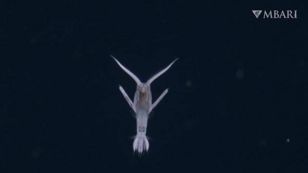 2021年拍攝到的珍稀深海生物 別樣又迷人