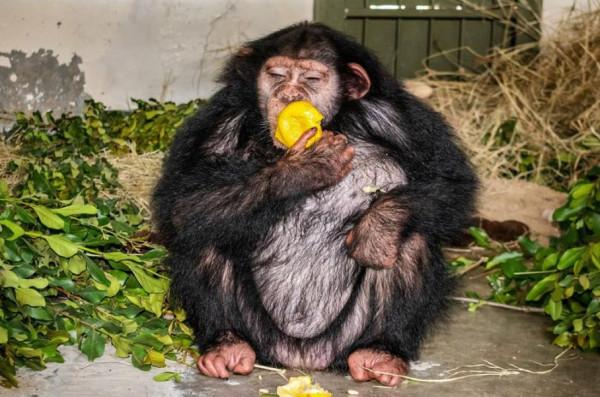 伊朗黑猩猩棄嬰被人類撫養長大，它卻被自己的同類殺死了