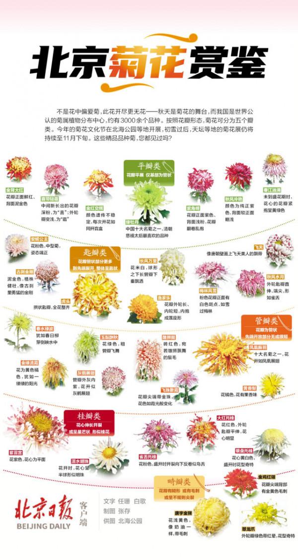 一圖讀懂｜北京菊花賞鑑，這些精品難得一見