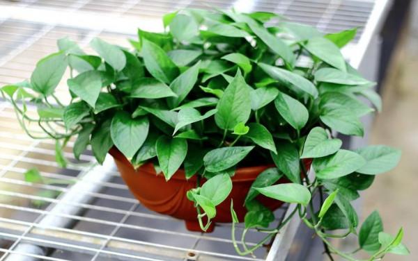 100種觀葉綠植,50種大型的,50種小型的,家裡沒有陽光也能養 100種觀葉綠植,50種大型的,50種小型的,家裡沒有陽光也能養