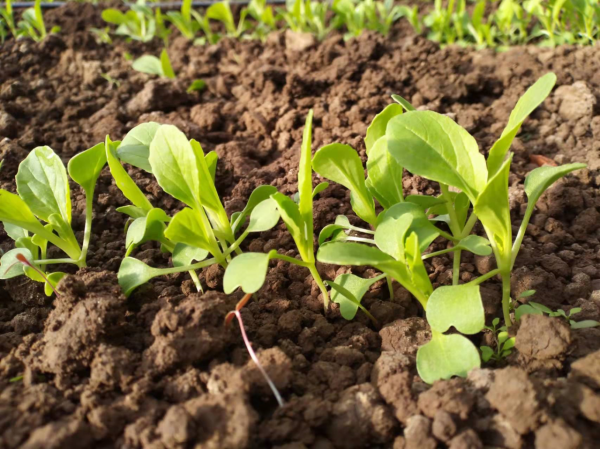 冬至前後適合種什麼蔬菜？5種蔬菜可任選，春節就能收穫