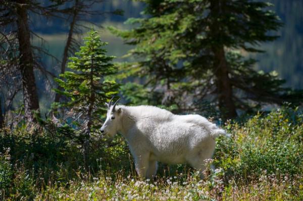 弱肉強食並非一定之規,巨大灰熊山間死亡,兇手竟是一隻山羊 弱肉強食並非一定之規,巨大灰熊山間死亡,兇手竟是一隻山羊