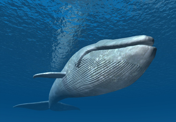 在鯨魚腹中是一種什麼感覺?一個手無寸鐵的人,還有機會逃生嗎? 在鯨魚腹中是一種什麼感覺?一個手無寸鐵的人,還有機會逃生嗎?