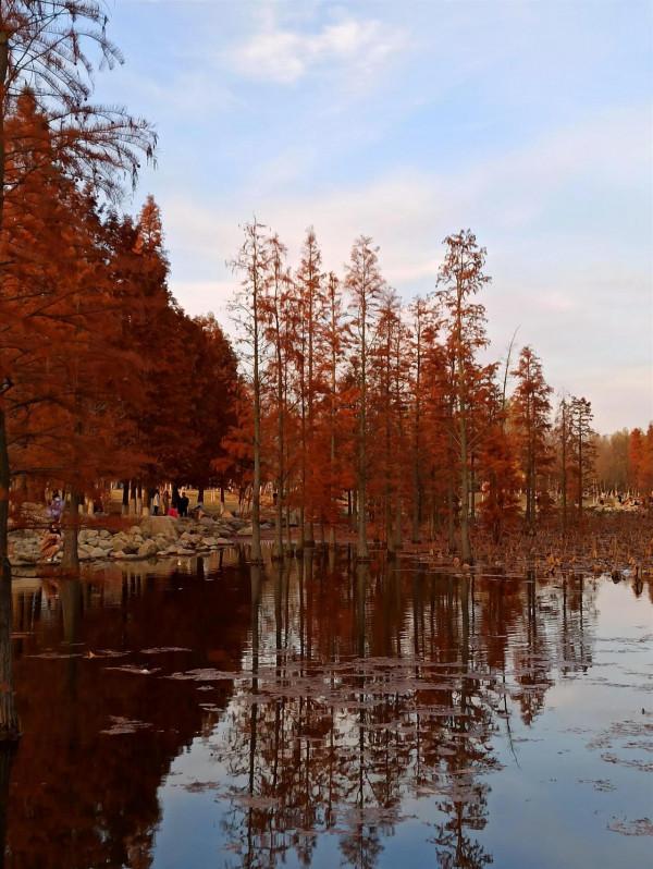 波光瀲灩水杉紅，層林盡染如畫中（之二十二）