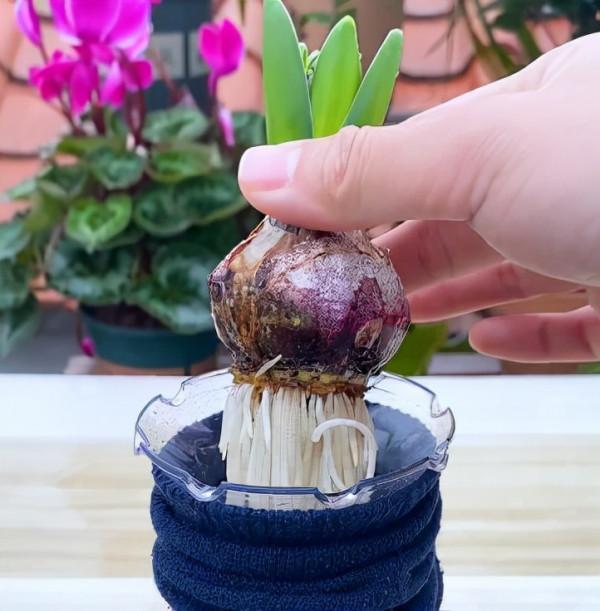 想要養好風信子，只需要一隻黑襪子