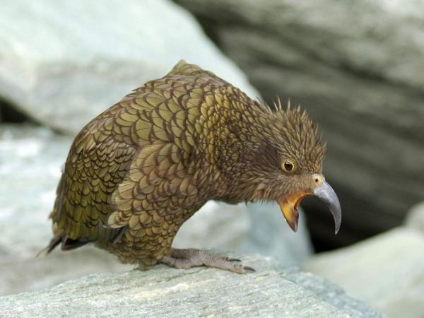 惹惱牧民的大鸚鵡：啄羊鸚鵡是如何從高山精靈，淪為啄羊惡棍的？