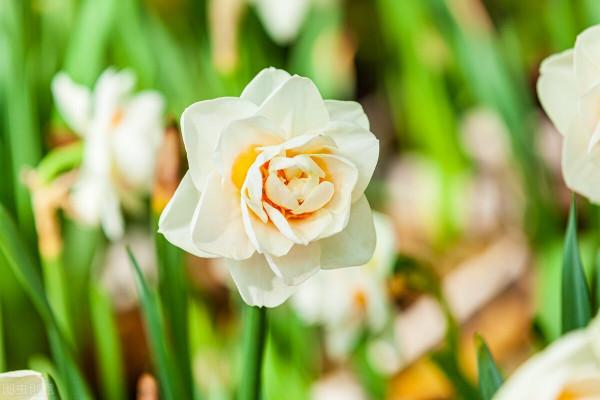 50種冬季裡開放的花卉，這些花最合適在冬季裡養
