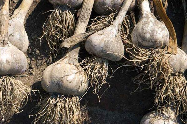 大蒜種植用什麼肥料?合理施肥不但產量高,而且口感風味絕佳 大蒜種植用什麼肥料?合理施肥不但產量高,而且口感風味絕佳