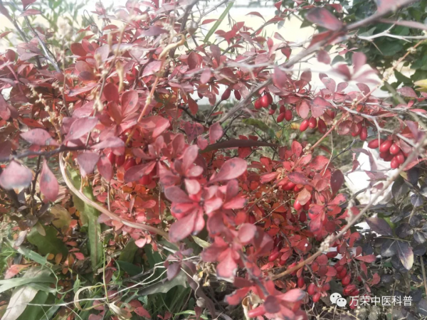 綠化帶常見植物，你認識嗎？可以藥用