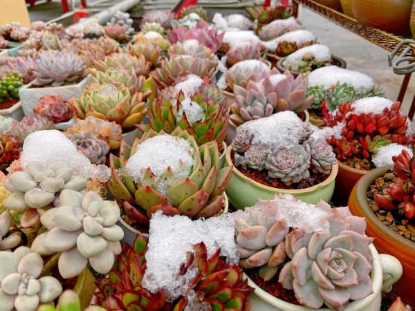 多肉被雪蓋住了，怎麼辦？