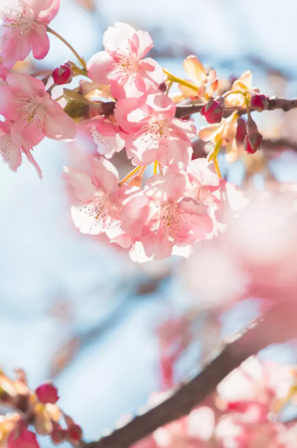 春天奢侈的十件小事