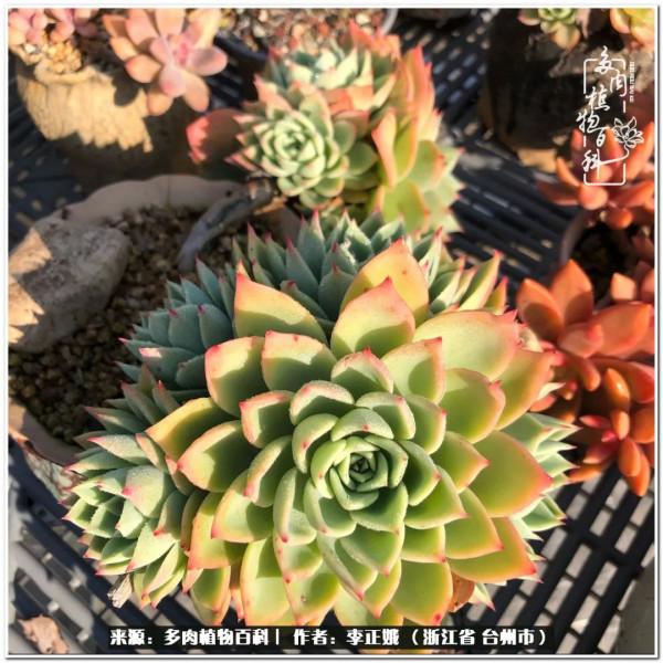我的多肉，我的小世界