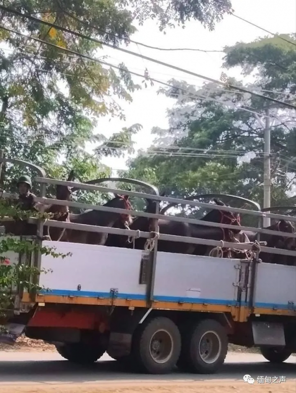 緬甸軍方為閱兵從印度進口馬匹，結果運馬車隊遭到地方武裝襲擊