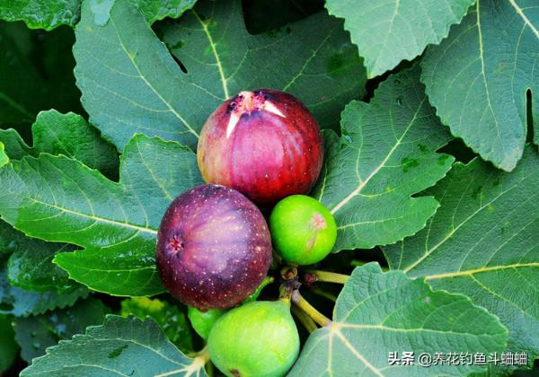 陽臺也能養無花果，注意這三點，蹭蹭冒芽，咕嚕咕嚕結碩果