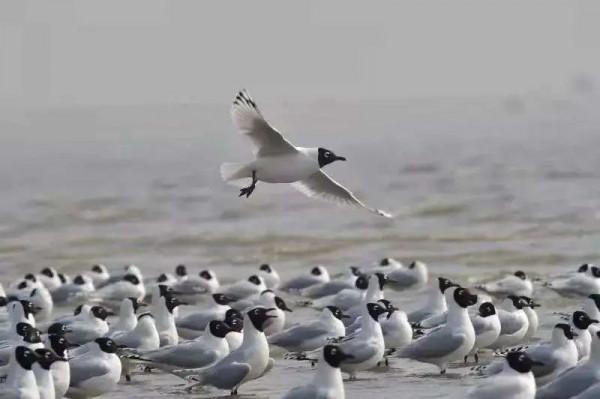 為了保護瀕危水鳥,有人去偷蛋,有人放棄年薪百萬 為了保護瀕危水鳥,有人去偷蛋,有人放棄年薪百萬
