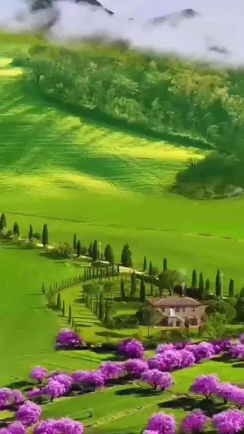 綠色大草原 綠色大草原