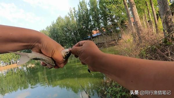 你還在為開不好拉餌而發愁嗎？一個小妙招告訴你，簡單、實用