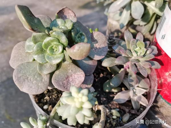 關於多肉服盆期的氣根現象，給花友們簡單講講