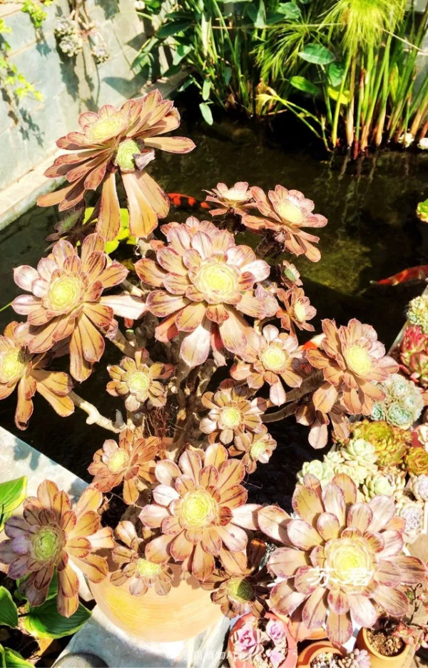 4年時間，靠一腔熱誠打造多肉花園