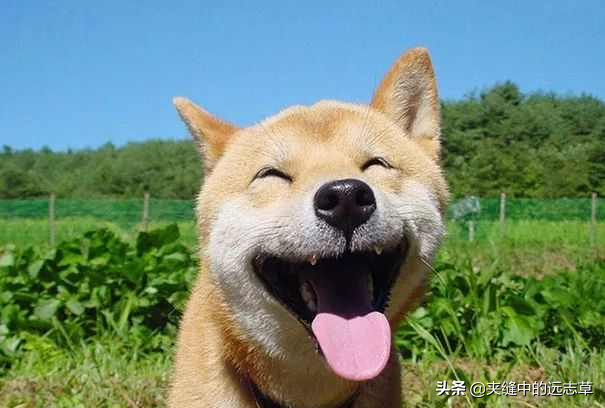 結節？送你十味中藥，化痰瘀，祛血瘀，行氣鬱，不來了解下嗎？