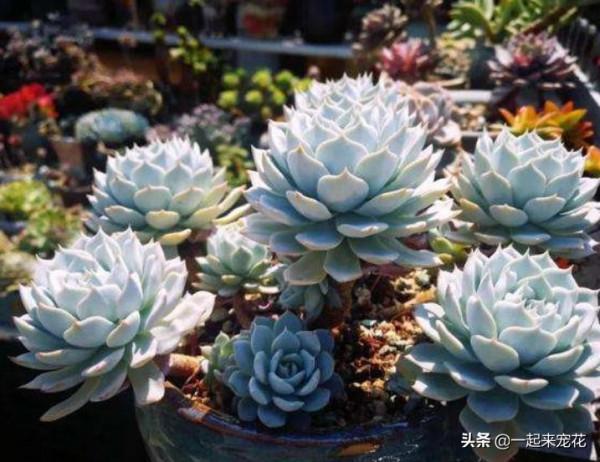6種經典的薄葉多肉,每一種都仙氣十足,好養好看容易出狀態 6種經典的薄葉多肉,每一種都仙氣十足,好養好看容易出狀態