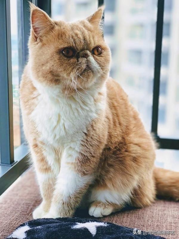 養貓和性格有關！10大熱門貓咪「主人個性分析」養貓人有反差萌？