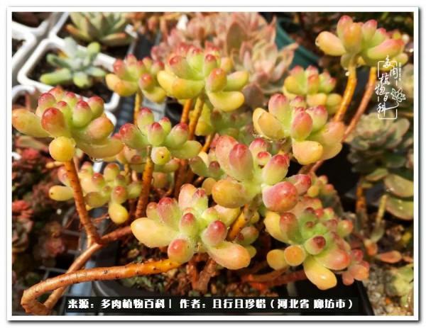 多肉的前世今生——論那些多肉的變化