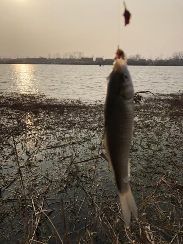 2021垂釣日誌之79，成子湖蘆葦叢裡釣鯽魚魚口很好