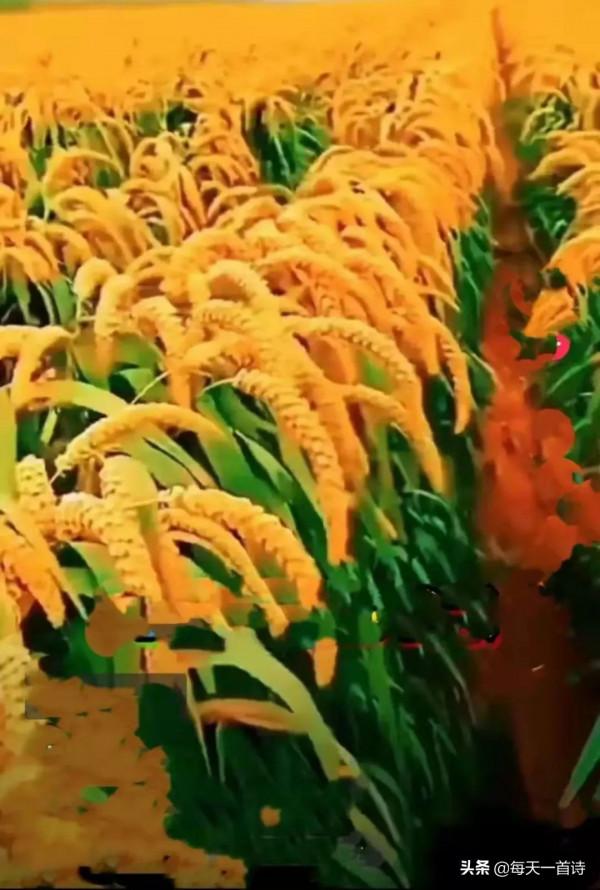 民間力量，中國實力詩人，四川詩人：王四姐