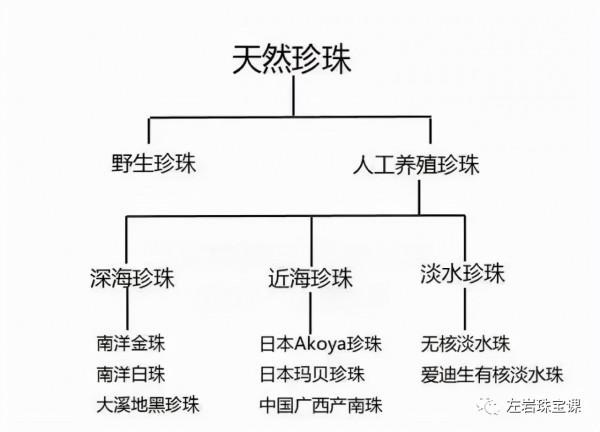 冬日提升氣質必備!南洋金珠到底是什麼來頭? 冬日提升氣質必備!南洋金珠到底是什麼來頭?