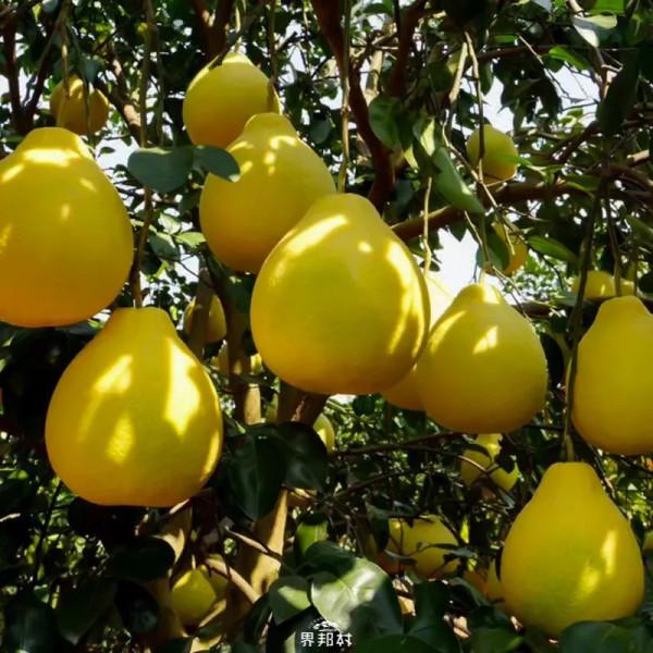 一南一北，中國這兩大水果大省已“水果自由”，到底誰更會吃？